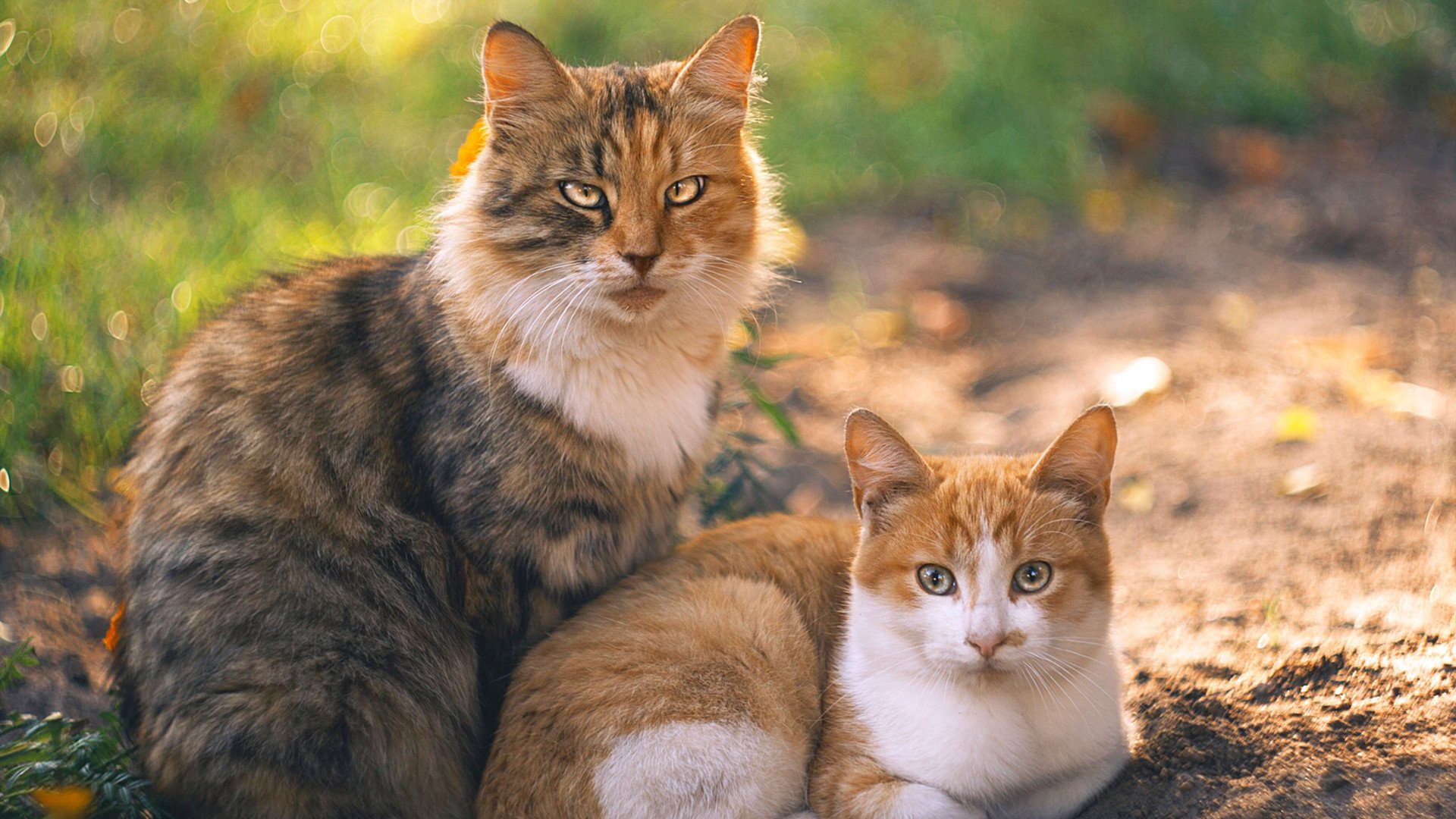 当76人带走湖人,约基奇如何在美加墨世界杯接管比赛